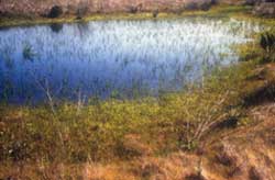 Vernal Pool Project